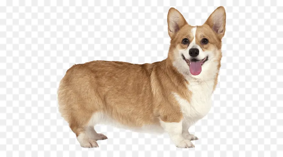 Corgi，Chien PNG