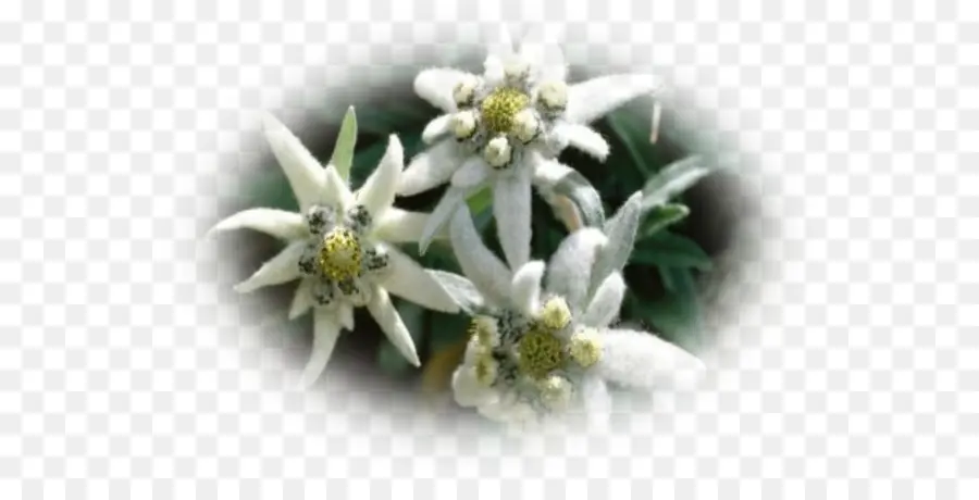 Fleurs D'edelweiss，Alpin PNG