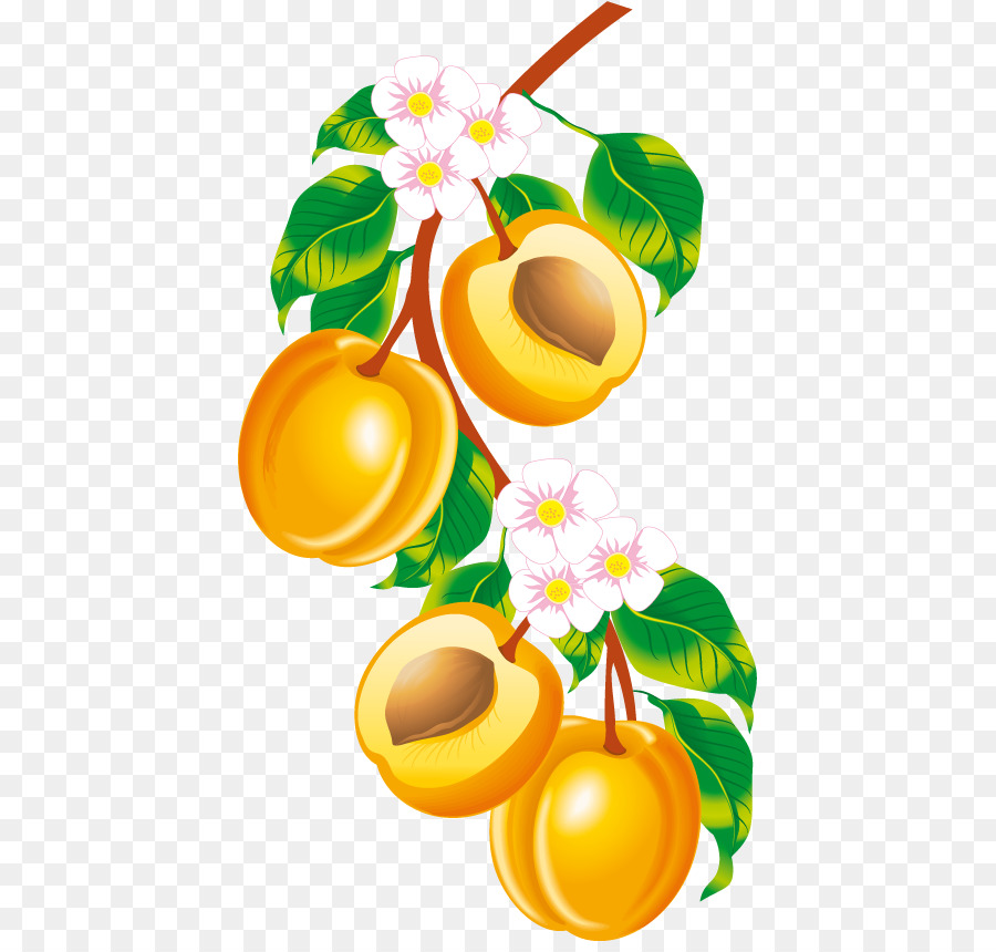 Abricots，Bifurquer PNG