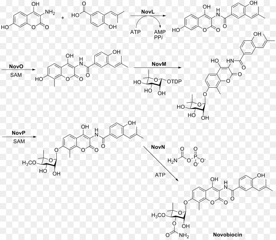 La Novobiocine，La Synthèse Chimique PNG
