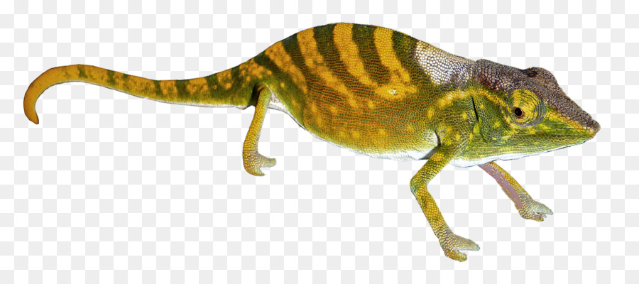 Dinosaure，Préhistorique PNG