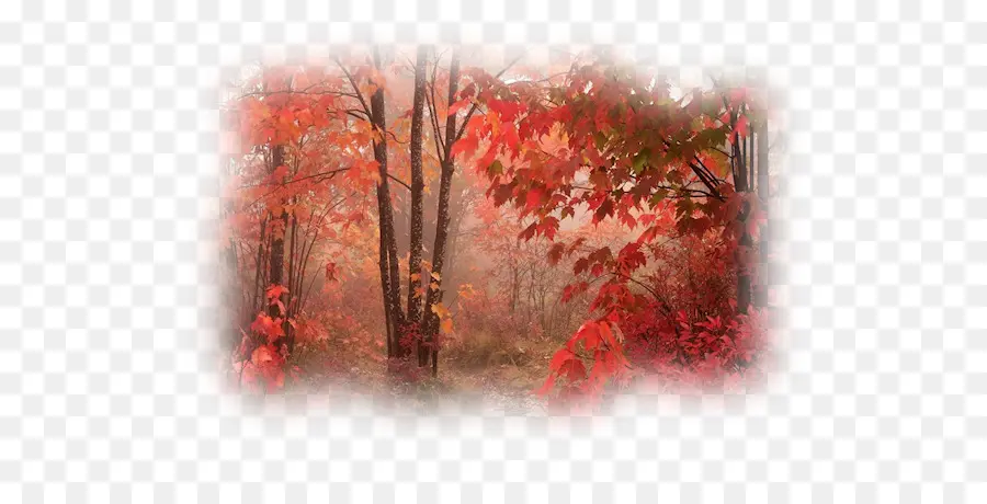 Forêt D'automne，Arbres PNG