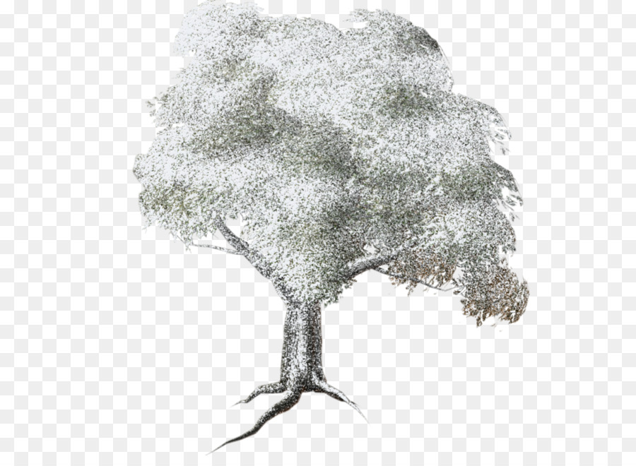 Arbre，L épinette PNG