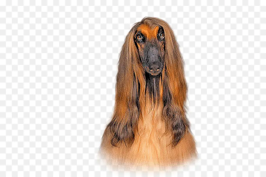 Chien，Animal De Compagnie PNG