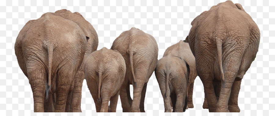 Éléphants，Faune PNG