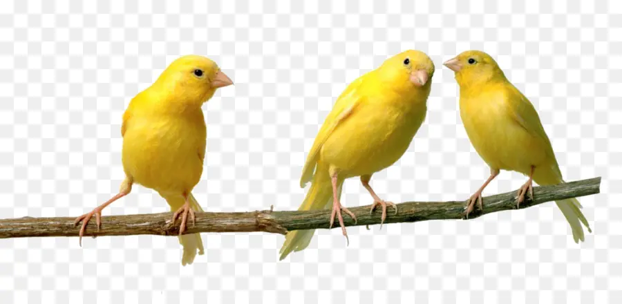 Rouge Facteur Canaries，Oiseau PNG