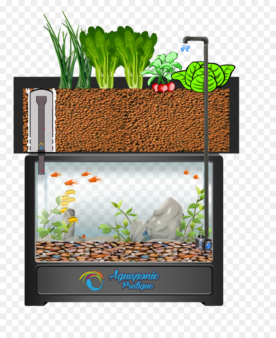 Système Aquaponique，Aquarium PNG