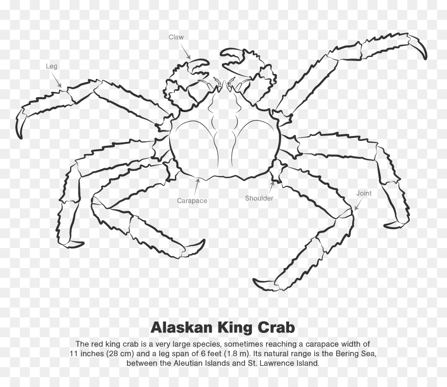 Crabe，L Art En Ligne PNG