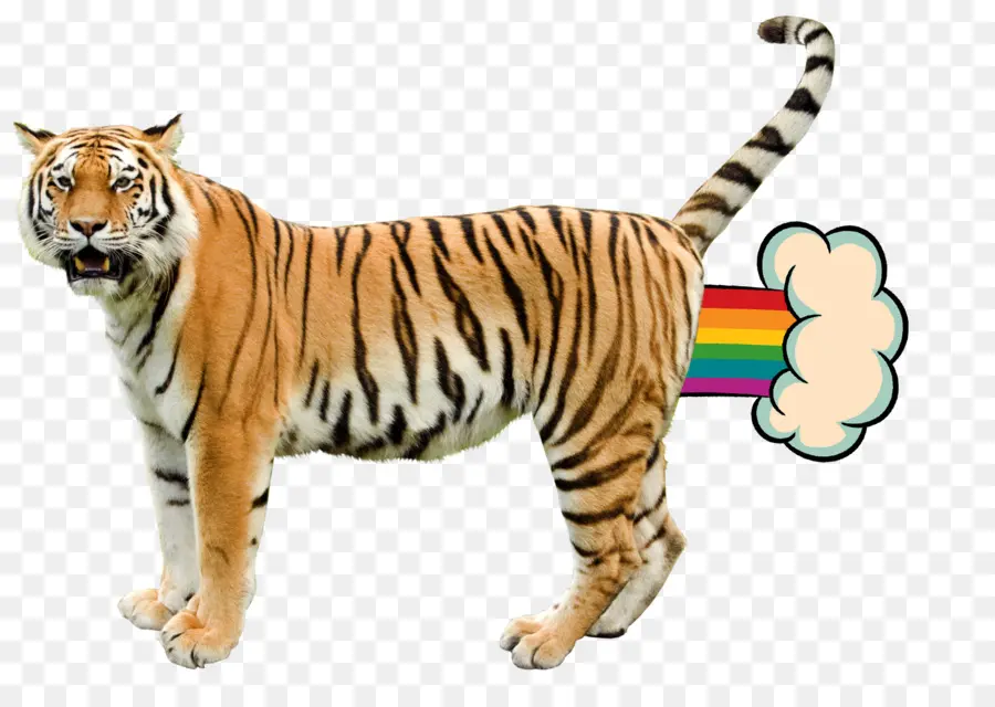 Tigre，Arc En Ciel PNG