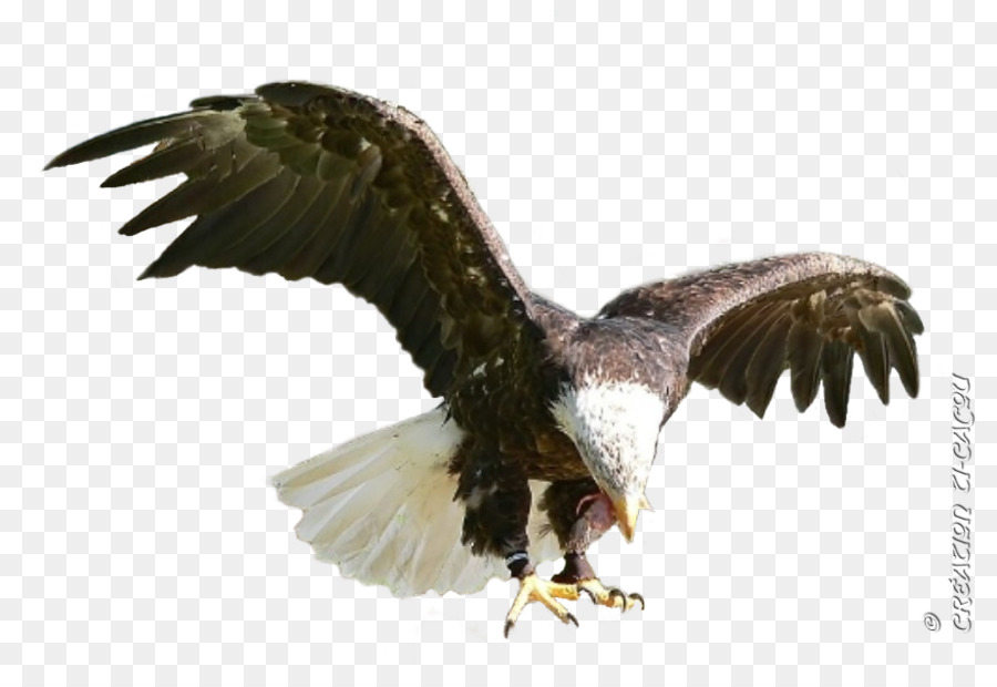 Aigle，Oiseau PNG