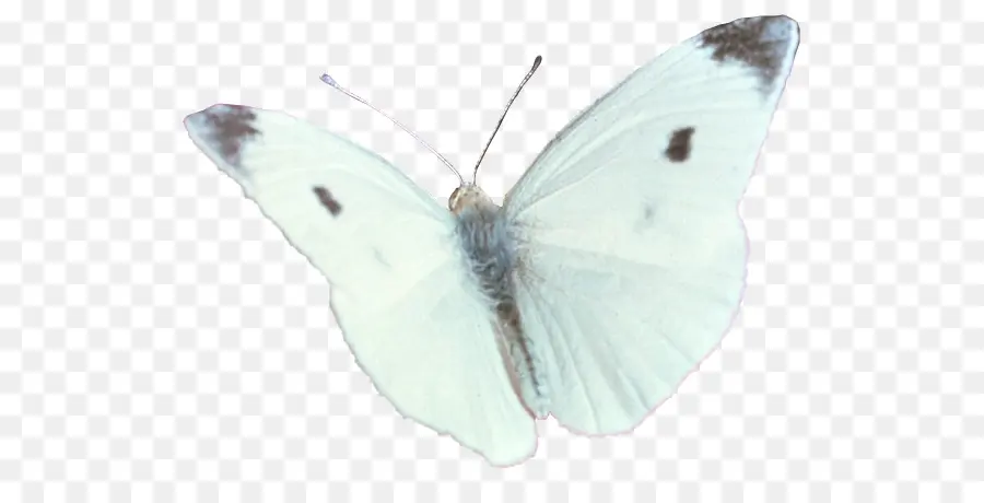 Papillon，Ailes PNG