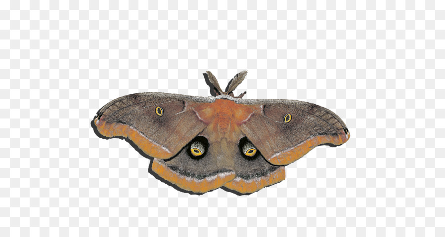 Papillon De L'atlas，Ailes PNG