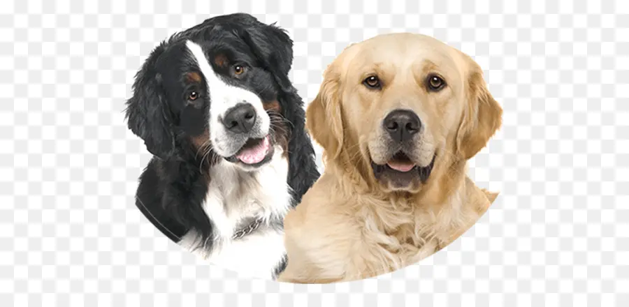 Chiens，Animaux De Compagnie PNG