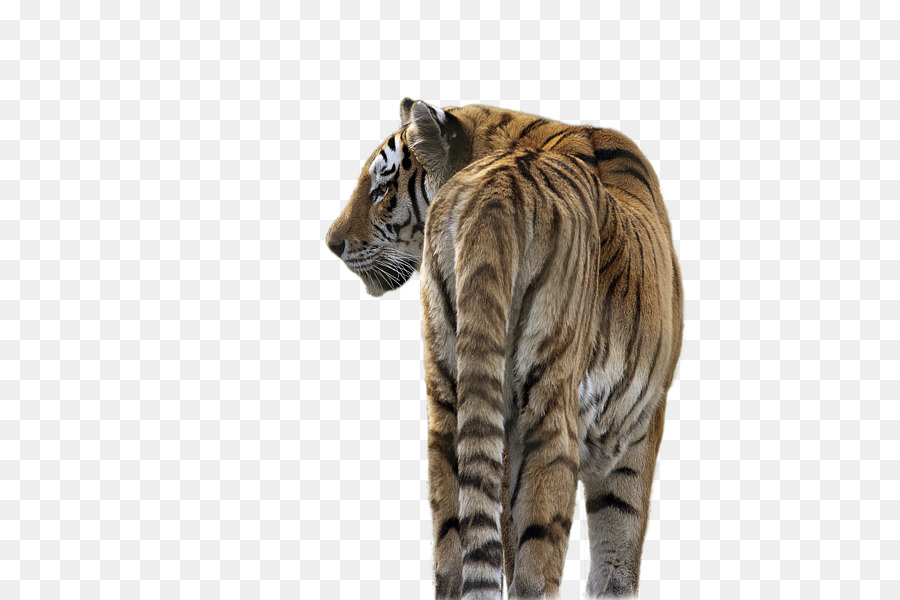 Chat，Tigre De Sibérie PNG