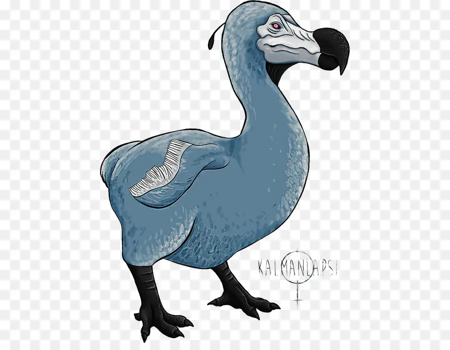 Arche De Survie évolué，Dodo PNG