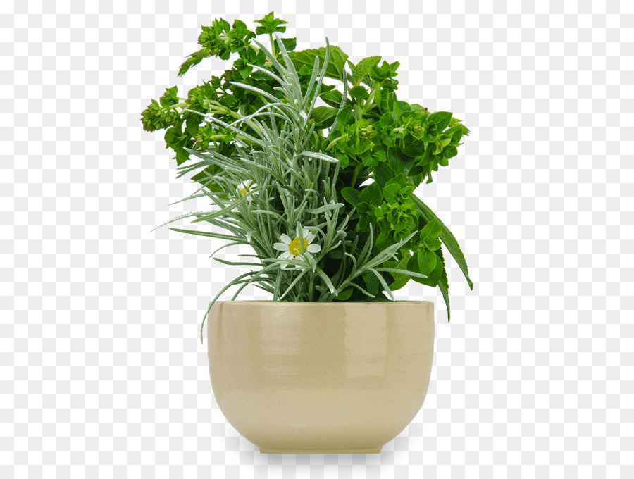 Plante Verte En Pot，Herbes PNG