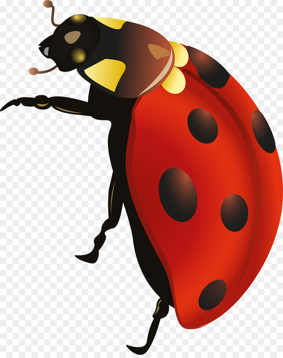 Coccinelle，Bogue PNG