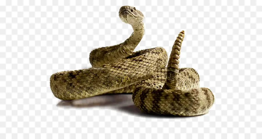 Serpent，Crotale PNG