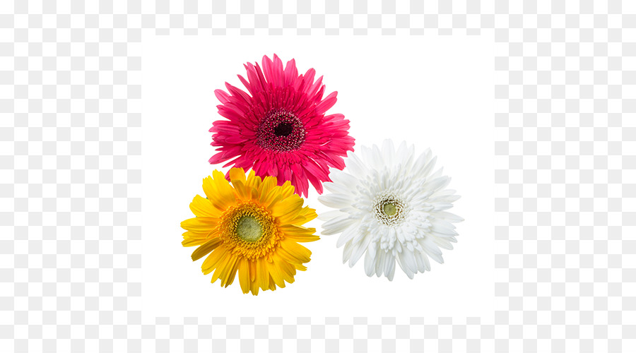 Fleurs，Fleurir PNG