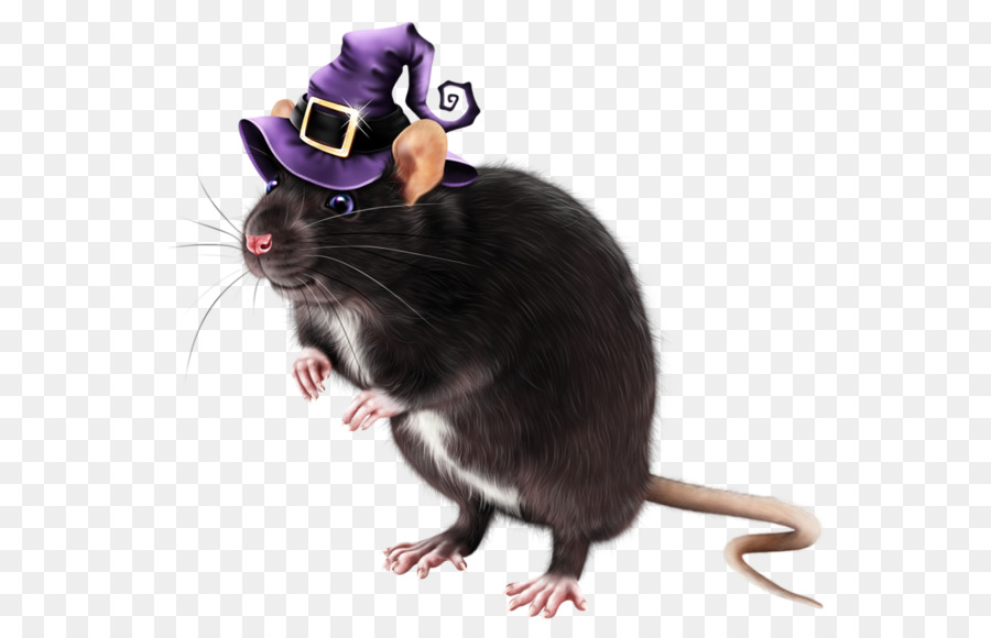 Rat Avec Chapeau De Sorcière，Halloween PNG