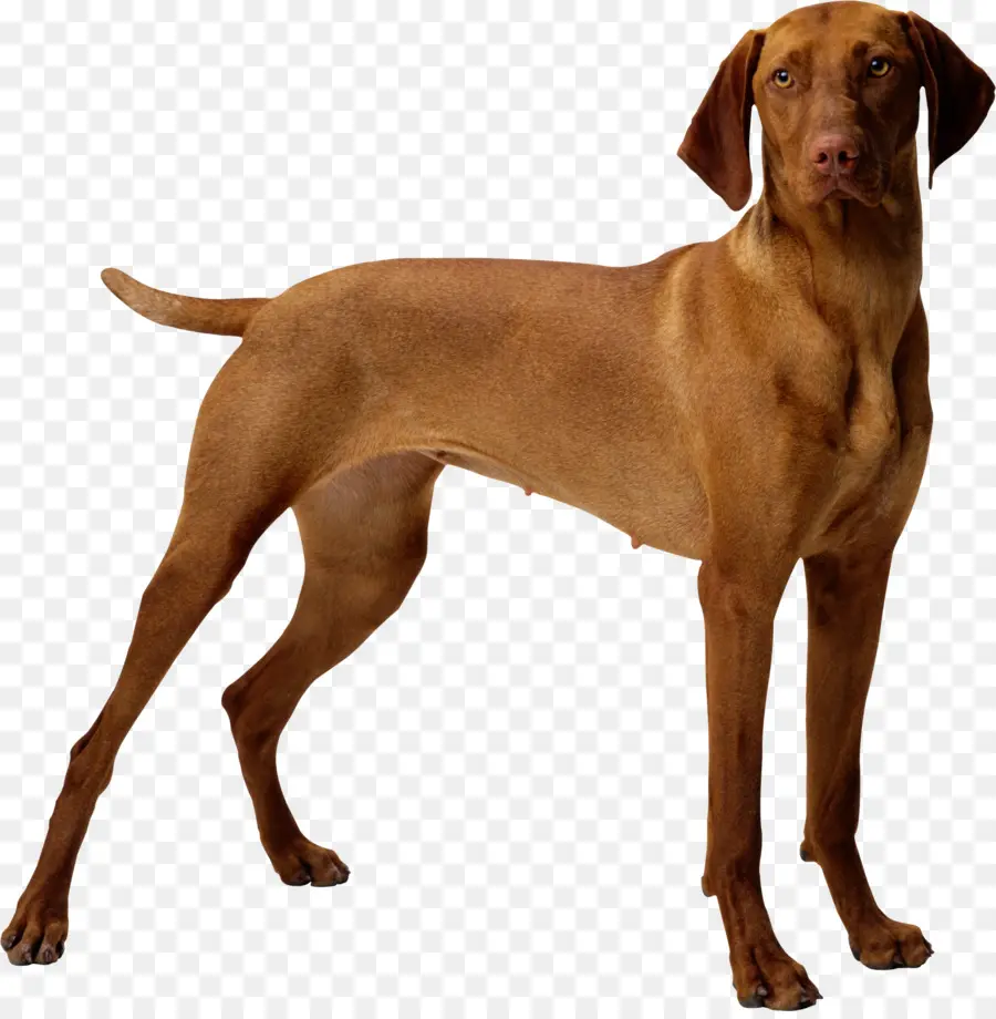 Chiot，Great Dane PNG