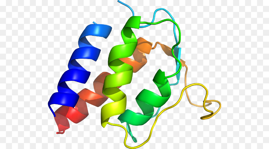 Structure Des Protéines，Biologie PNG