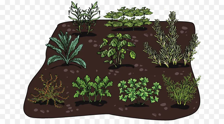 Jardin D'herbes Aromatiques，Légumes PNG