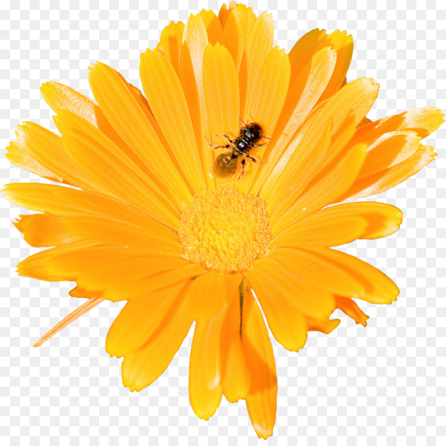 Abeille Sur Fleur Jaune，Insecte PNG