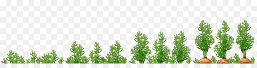 Herbes，Marchandises PNG