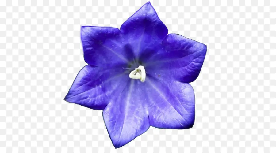 Fleur Violette，Fleurir PNG