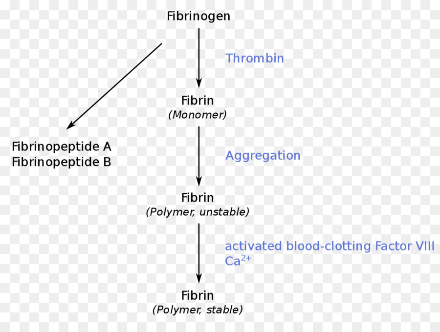 Le Fibrinogène，La Thrombine PNG