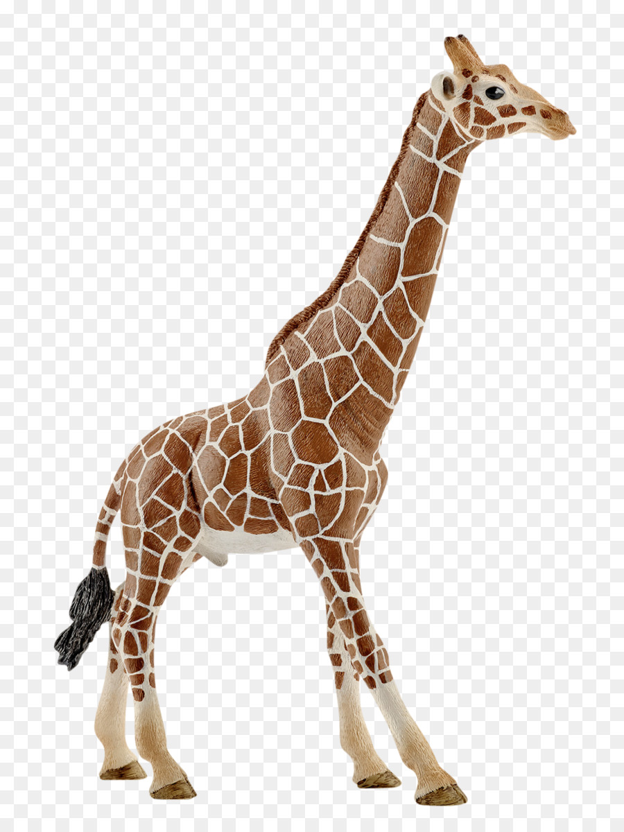 Girafe，Faune PNG