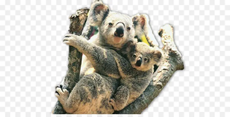 Koala，Zoo De L Australie PNG