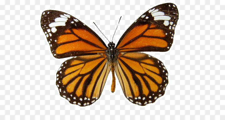 Papillon Monarque，Orange PNG