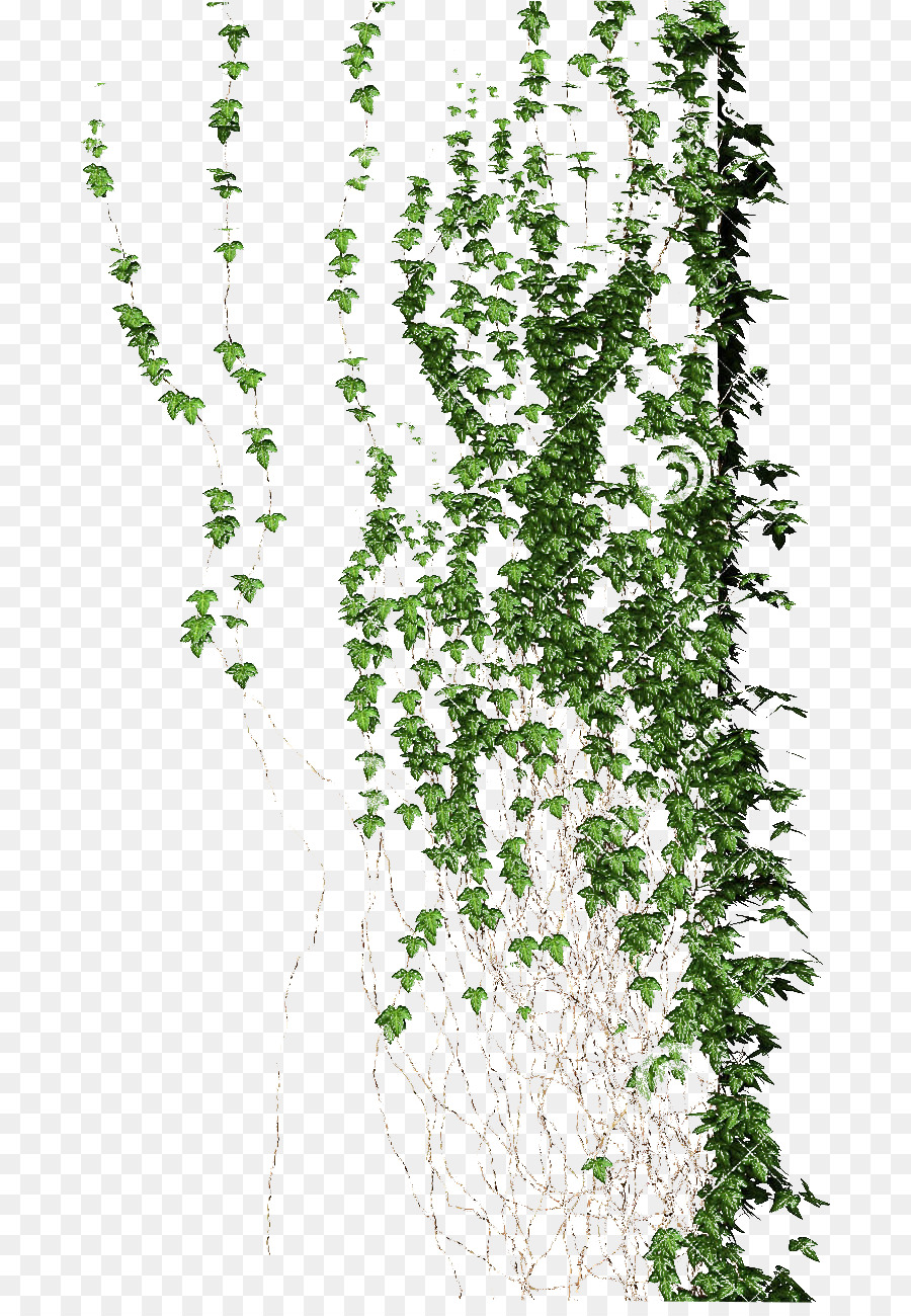 plante grimpante de la vigne la flore png plante grimpante de la vigne la flore transparentes png gratuit plante grimpante de la vigne la flore