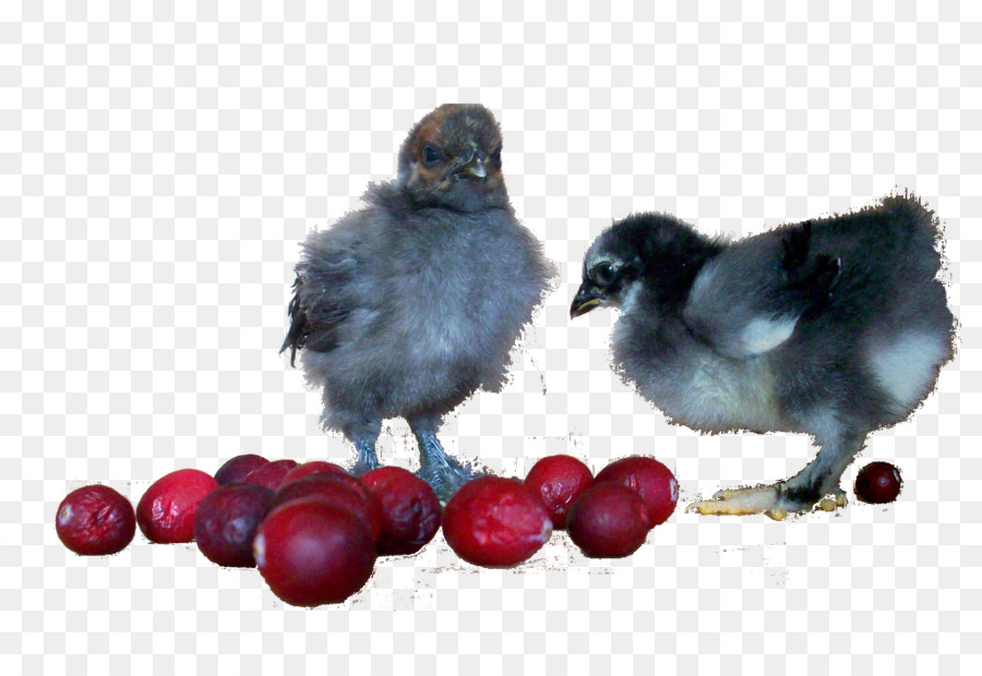 Berry，La Canneberge PNG