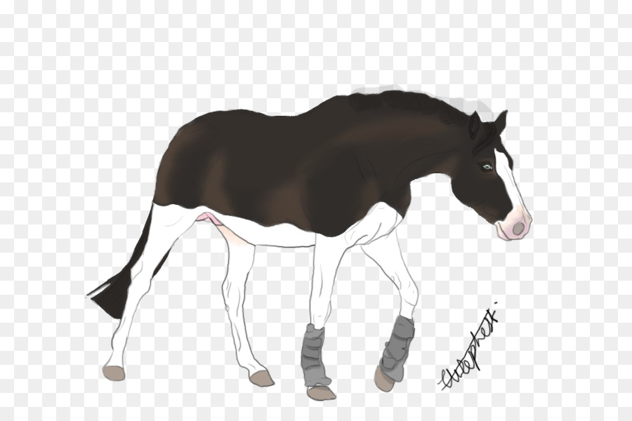 Mule，Poulain PNG