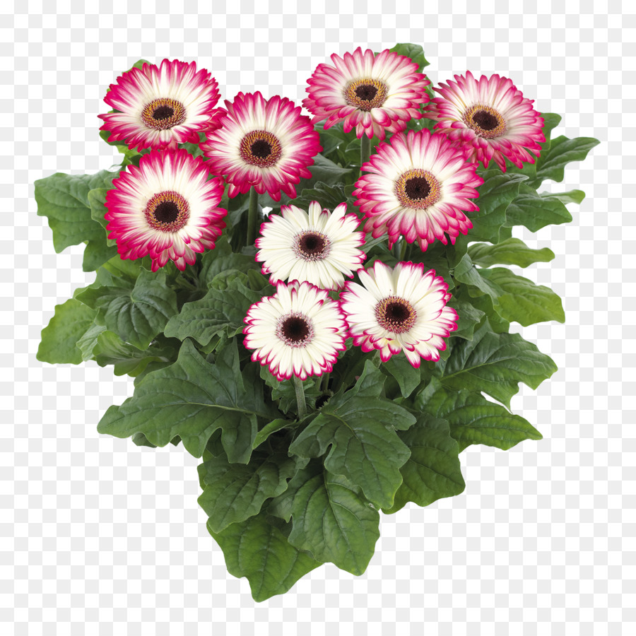 Plante D Intérieur，Fleur PNG