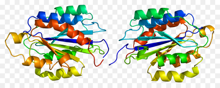 Cd49b，L Intégrine PNG