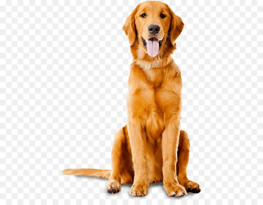 Golden Retriever，Animal De Compagnie PNG