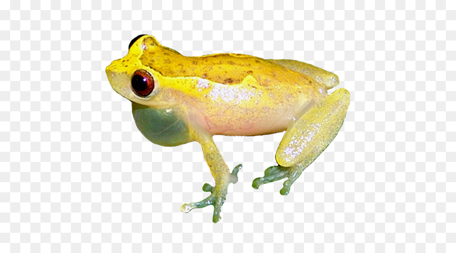 Grenouille，Amphibie PNG