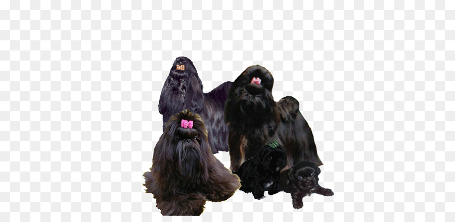 L Affenpinscher，Terrier écossais PNG