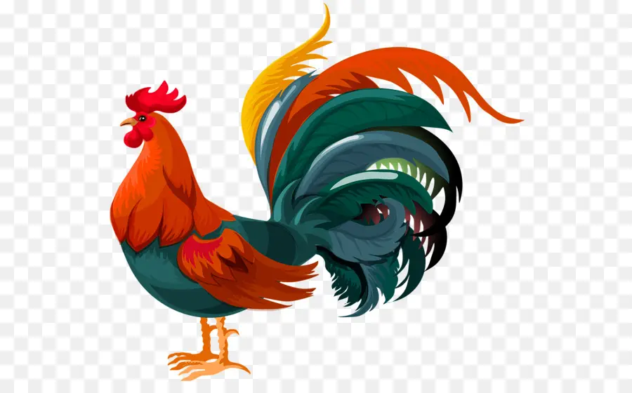 Coq，Coloré PNG