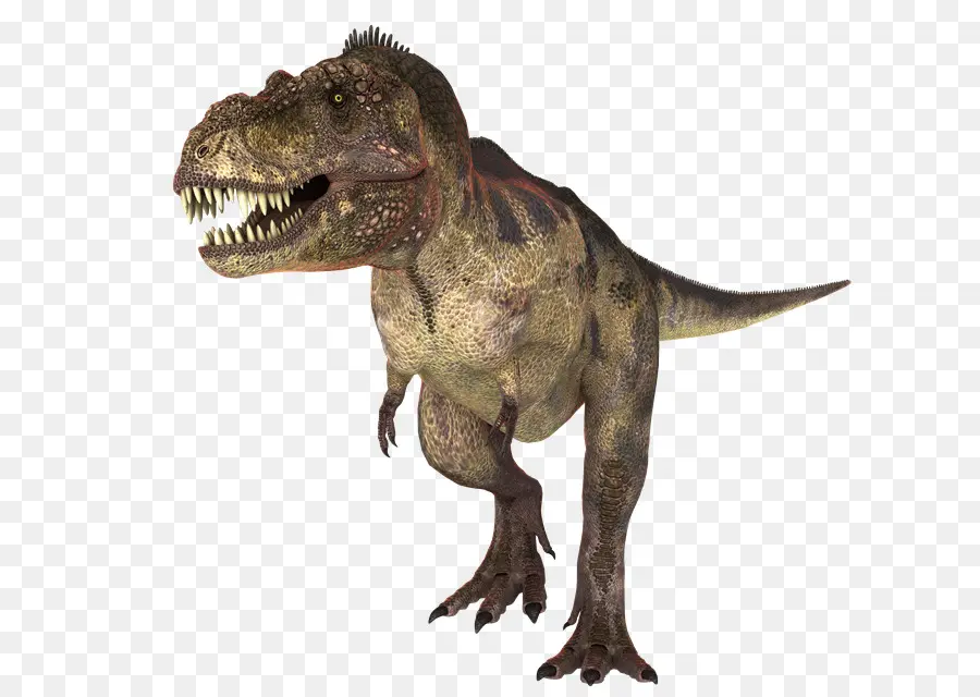 T Rex，Dents PNG