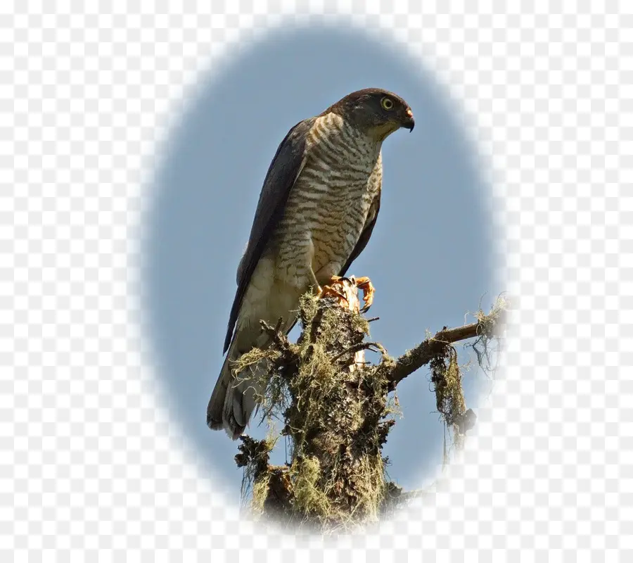 Hawk，Oiseau PNG