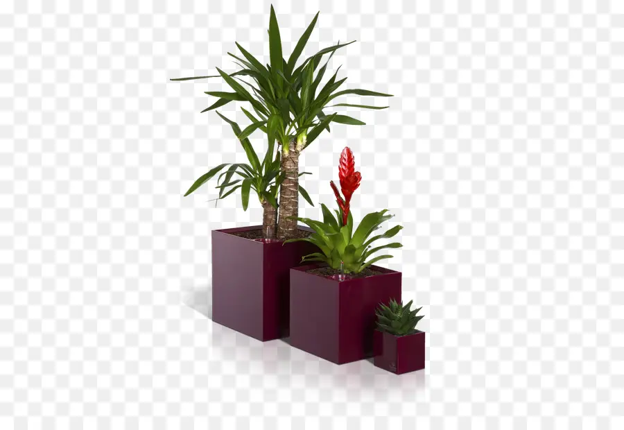 Plantes En Pot，Intérieur PNG