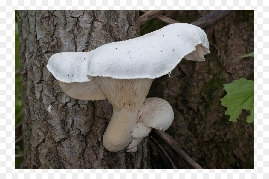 Les Pleurotes，Pleurotus Eryngii PNG