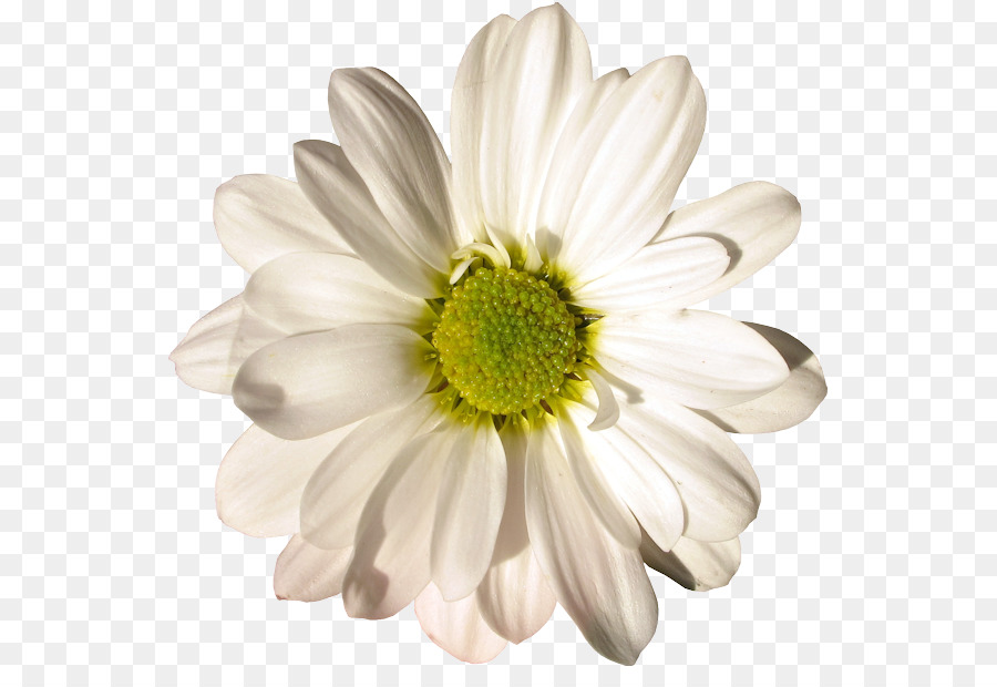 Marguerite，Blanc PNG