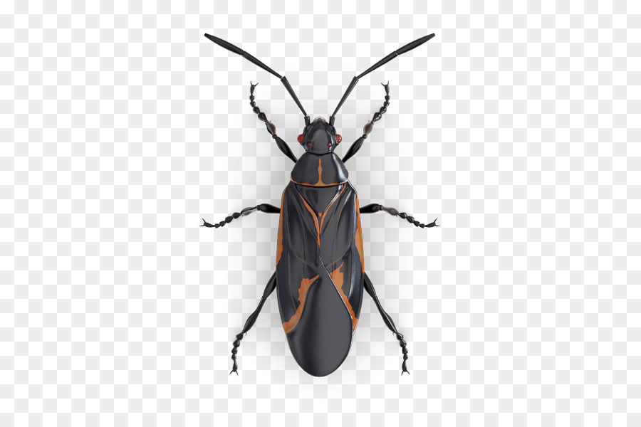 Bug Négondo，Bug Logiciel PNG