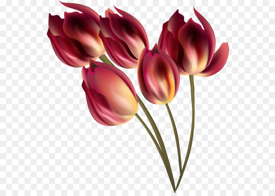 Tulipes Rouges Et Blanches，Floraison PNG